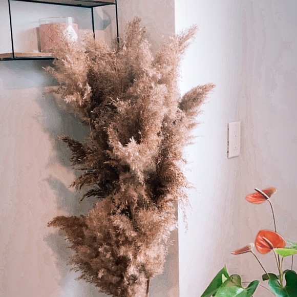 8 Piece Bundles-Dried Natural Pampas Grass - Picture 3 of 8